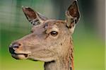 Portrait of a Red deer (Cervus elaphus) female, Bavaria, Germany