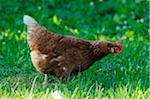 Chicken (Gallus gallus domesticus) hen in a meadow, Bavaria, Germany