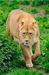 Asiatic lion or Indian lion (Panthera leo persica) female in a Zoo