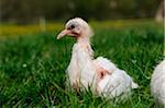 Homing pigeon youngster in a meadow, Bavaria, Germany