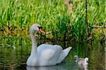 Mute Swan (Cygnus olor) parent with chicks swimming in the water, Bavaria, Germany