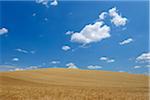 Wheat Field with Puffy Clouds in Sky in Summer, Val d Orcia, Siena Province, Tuscany, Italy