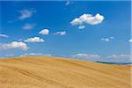 Wheat Field with Puffy Clouds in Sky in Summer, Val d Orcia, Siena Province, Tuscany, Italy