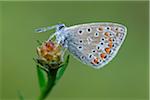 Common Blue Butterfly (Polyommatus icarus), Bavaria, Germany