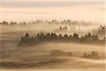 Morning Mist, Kochelmoor, Bad Tolz-Wolfratshausen, Upper Bavaria, Bavaria, Germany
