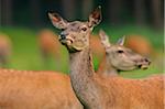 Portrait of a Red deer (Cervus elaphus) female, Bavaria, Germany