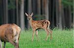 Red deer (Cervus elaphus) fawn standing on the edge of the forest, Bavaria, Germany