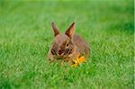 Netherland Dwarf young rabbit on a meadow, Bavaria, Germany