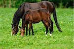 Welsh Ponies grazing on a meadow, Bavaria, Germany