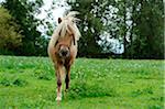 Welsh Pony on a meadow, Bavaria, Germany