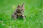 House cat youngster kitten on a meadow, bavaria, germany.