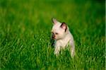 Siamese cat youngster kitten on a meadow, bavaria, germany.