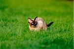 An adult Siamese cat on a meadow, bavaria, germany.