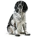 dog sitting - spaniel mix sitting looking at viewer isolated on white background