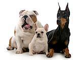 three dogs together isolated on white background - english bulldog, french bulldog, doberman pinscher