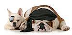 dog pirates - french and english bulldog dressed up like pirates isolated on white background