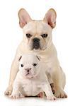 two puppies - french bulldog and english bulldog puppy sitting looking at viewer - 6 months and 5 weeks old