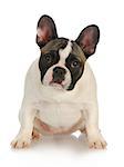 french bulldog sitting looking at viewer isolated on white background