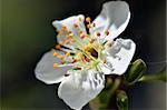 Close up of a white spring blossom