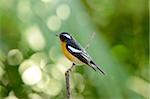 beautiful male mugimaki flycatcher (Ficedula mugimaki) standing on branch