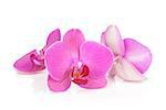 Three pink orchid flowers. Isolated on white background