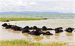 Water Buffalo herds soak water in Thailand