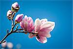 An image of a beautiful magnolia blossom