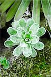 An image of a nice green succulent plant