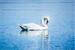 An image of a white swan at the lake Starnberg