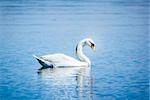 An image of a white swan at the lake Starnberg