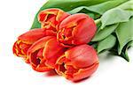 bouquet of red tulips isolated on white background
