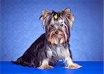 Young Yorkshire Terrier on a blue background