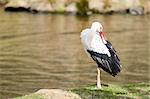 White stork at a lake (Ciconia ciconia) in early spring cleaning its feathers