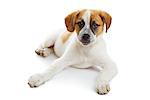 Young terrier female lying in front of white background and looking to the camera.