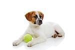 Young dog with green ball toy lying in front of white background.