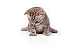 Scottish-fold kitten isolated on white background