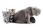 family portrait of Scottish fold mother cat with her kittens