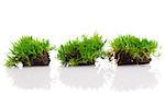 young green grass with soil isolated on white background