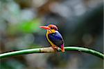 beautiful male Black-backed Kingfisher (Ceyx erithacus) sitting on branch at Kaeng Krachan National Park,Thailand