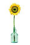 Sunflower in a bottle isolated on white background