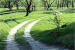 countryside road in summer morning