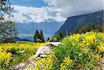 Yellow wild flowers on summer mountain slope (Alps, Switzerland)