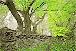 An image of a beautiful green spring forest