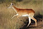 Female red lechwe antelope (Kobus leche) running, southern Africa