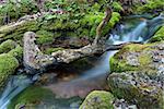 Water flowing over rocks covered with moss in small stream.