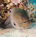 Giant moray eel gymnothorax javanicus on sandy sea bed in tropical coral reef