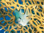 Closeup of a pale damselfish on tropical coral reef underwater