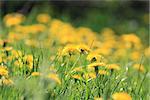 Yellow dandelion flowers in green grass, field of dandelions