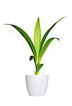 Houseplant - yang sprout of Yucca a potted plant isolated over white
