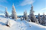 Morning winter mountain landscape with fir trees on slope and footsteps.